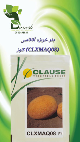 بذر ملون آناناس CLX MAQ08 F1 کلوز | میانرس و پربازده