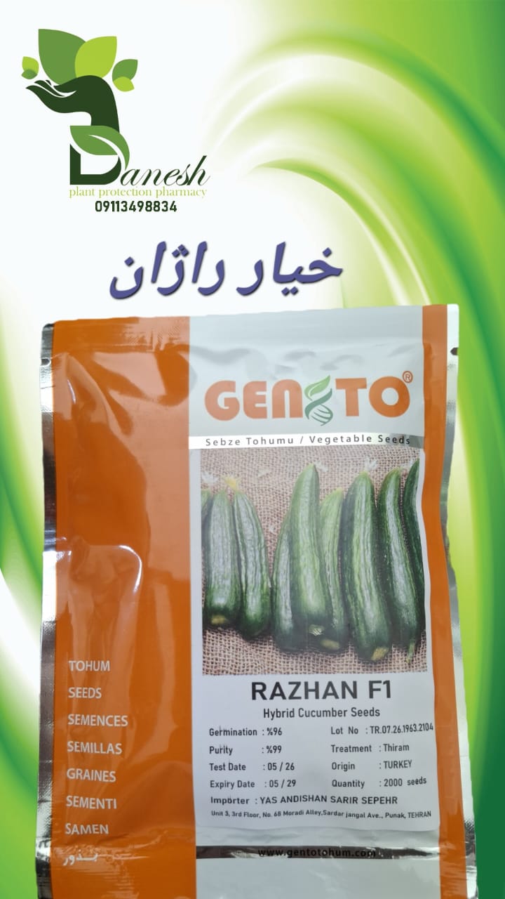 بذر خیار زمینی هیبرید راژان جنتو ترکیه  زودرس و پربار