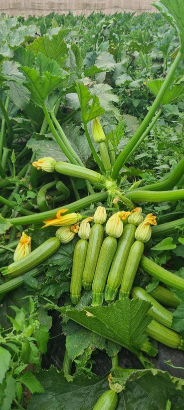 بذر کدو خورشتی هیبرید کلیما COLIMA آنتاریس