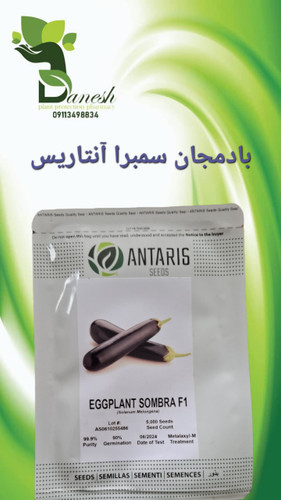 بذر بادمجان هیبرید سمبرا SOMBRA F1 آنتاریس